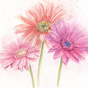 Card Gerbera